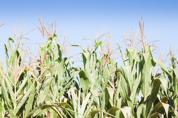 Fototapeta premium Green field of corn growing up