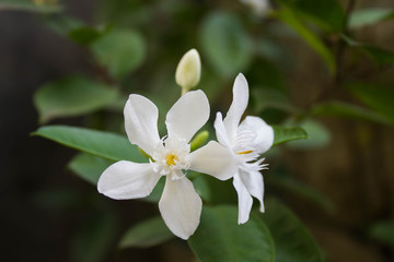 stephan otis flower