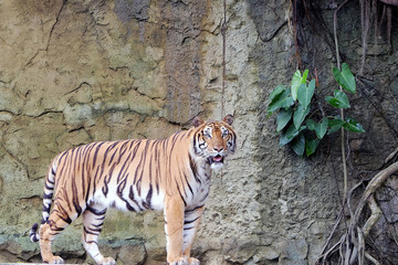 Fototapeta na wymiar Indochinese Tiger