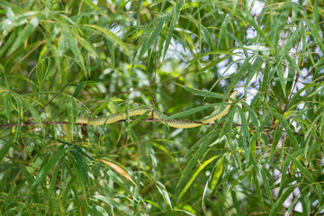 Green snake creeps in bamboo