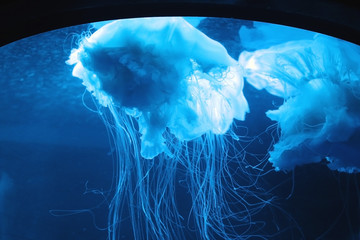 Jellyfish in the blue light in the aquarium