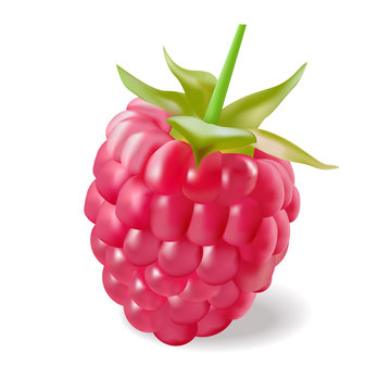 Vector illustration - rasberry isolated on the white background