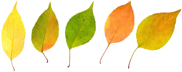 Fototapeta premium leaves