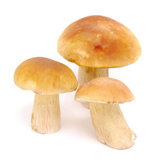 Obraz premium mushrooms