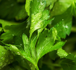 parsley