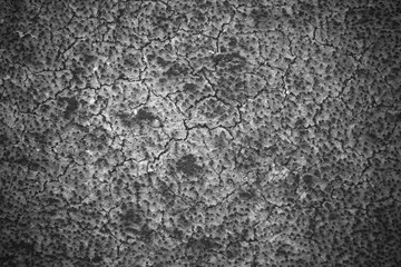Cross section coconut tree texture in black and white color