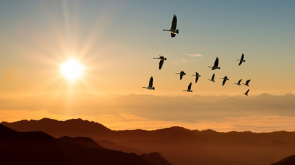 Autumn migration of cranes panoramic view