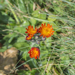 Closeup of Orange Hawkweed flowers in bloom during early October.