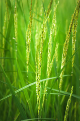 Plakat rice field