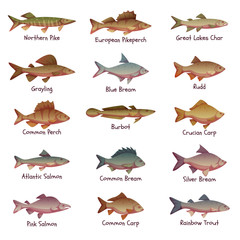Vector set of most popular freshwater fishes