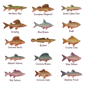 Vector set of most popular freshwater fishes