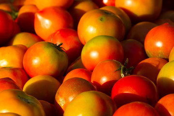 Background of groups of mature tomato market. Agriculture 