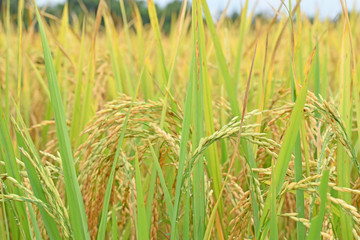 Rice field