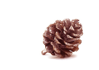 Brown pine cone isolated on white