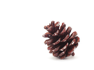Brown pine cone isolated on white