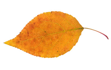 leaf