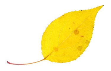 autumn leaf