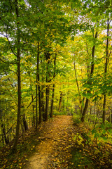 Obraz premium Trail View in Colorful Autumn Forest