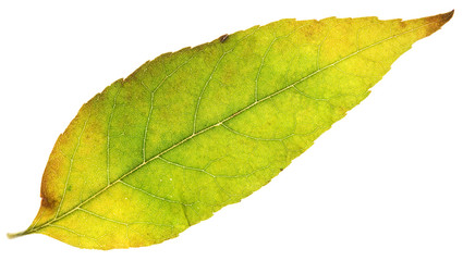 leaf