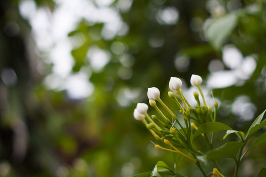 Gerdenia Crape Jasmine macro flower, Tabernaemontana pandacaqui Lam.