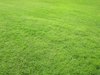 Green grass,green field with light