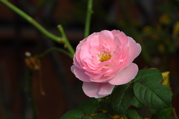 Rose /Beautiful Rose flower in the garden