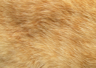 Background patterned hair of cat