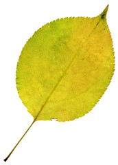 leaf