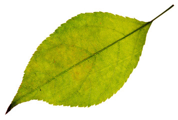 leaf