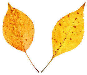 Obraz premium autumn leaf