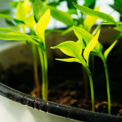 Green Sprout Growing From Seed