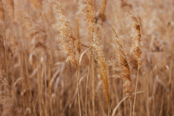 Fototapeta premium Dry reed. Abstract natural background.