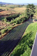 Strawberry plantations / A picture of strawberry plantations at Phetchabun, Thailand