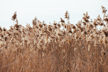 Dry reed. Abstract natural background.