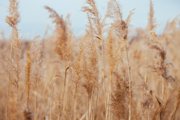 Fototapeta premium Dry reed. Abstract natural background.