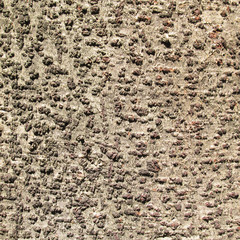 Tree bark texture