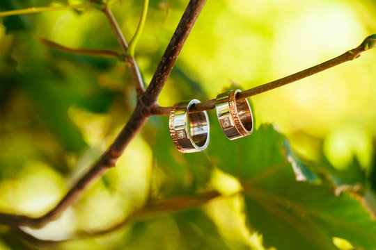 Two wedding rings on a branch with blurred backgroung