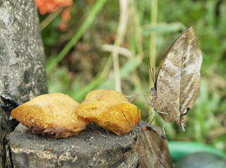 Closeup Butterfly on a stump