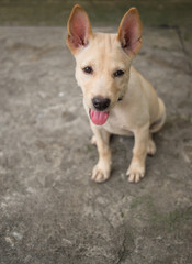 Naklejka na ściany i meble Cutie little Thai dog sitting