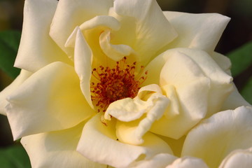 Beautiful Rose flower in the garden