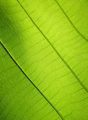 close up pattern of green teak leaf
