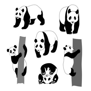 Set of graphic panda.
