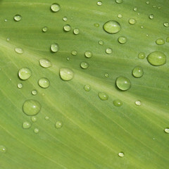 Water droplets on green leaf