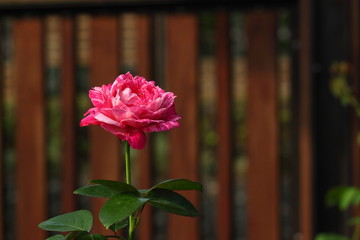 Beautiful Rose flower in the garden