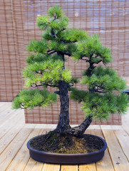 Бонсай. Белая японская сосна Возраст около 70 лет. © galina_savina