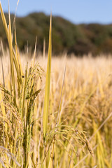 Obraz premium 水稲 たちすがた 