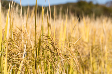 水稲　たちすがた　