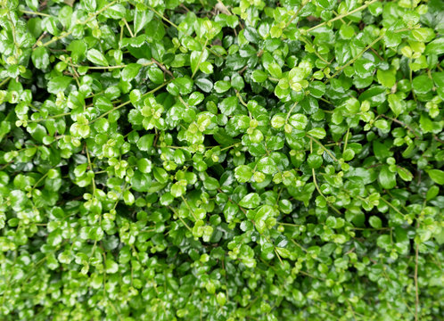 Closeup bush texture