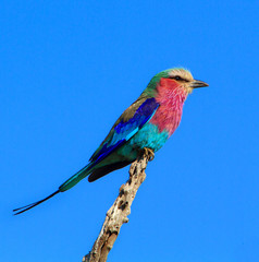 Lilac-breasted Roller