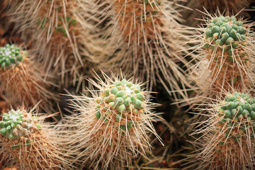 Close up cactus with long thorns
